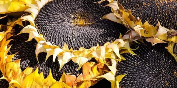 Foto - Ayçiçek yağından çok kötü haber! Fiyatları şok edecek