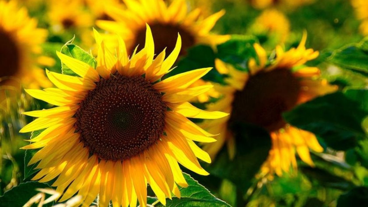 Foto - Ayçiçek yağından Türkiye'ye kötü haber! Uyanıklar bakın ne yapmaya başladı