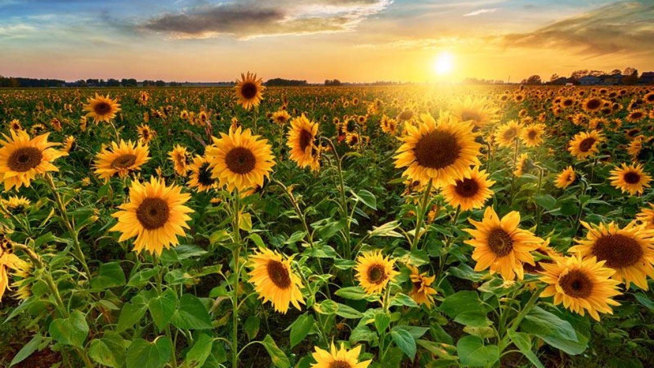 Foto - Ayçiçek yağından Türkiye'ye kötü haber! Uyanıklar bakın ne yapmaya başladı