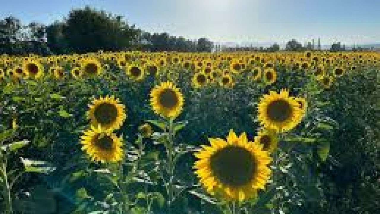 Foto - Ayçiçek yağından Türkiye'ye kötü haber! Uyanıklar bakın ne yapmaya başladı