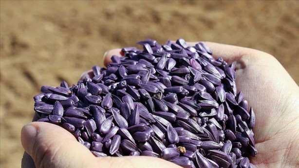 Foto - Ayçiçek yağları için bir ilimizden güzel haber geldi!