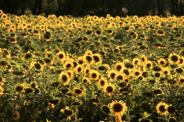 Ayçiçeklerini gören Trakya sandı ama değil! Sevindiren haber geldi