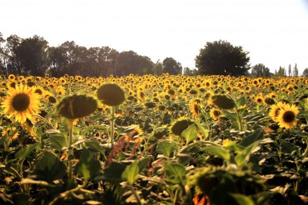 Foto - Ayçiçeklerini gören Trakya sandı ama değil! Sevindiren haber geldi