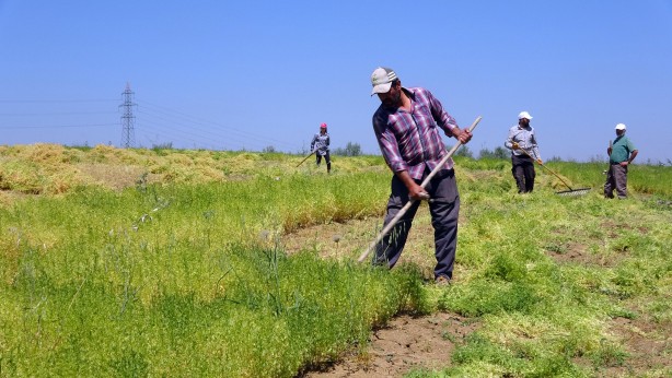 Foto - Ayda 30 bin lira kazanıyorlar! Birkaç yıla bu işi yapacak kimse bulunamayacak