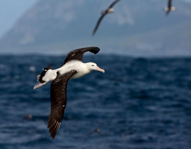 Foto - Ayda 55 bin lira verecekler, 13 aylık çalışacak biri arıyorlar!