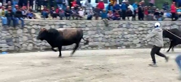 Ayder'de arenadan kaçan boğalar seyircilerin arasına daldı