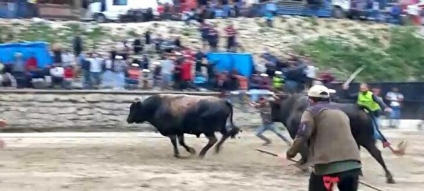 Foto - Ayder'de arenadan kaçan boğalar seyircilerin arasına daldı
