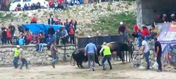 Foto - Ayder'de arenadan kaçan boğalar seyircilerin arasına daldı