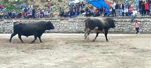 Foto - Ayder'de arenadan kaçan boğalar seyircilerin arasına daldı