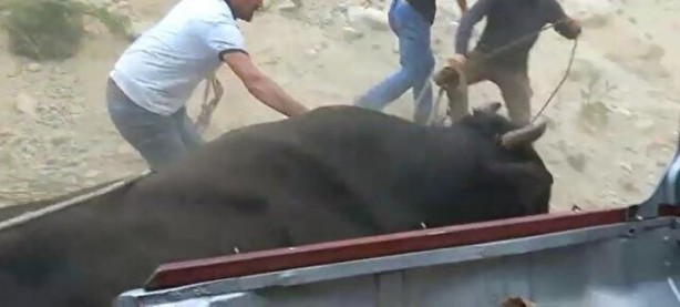 Foto - Ayder'de arenadan kaçan boğalar seyircilerin arasına daldı