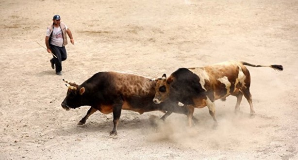 Foto - Ayder'de arenadan kaçan boğalar seyircilerin arasına daldı