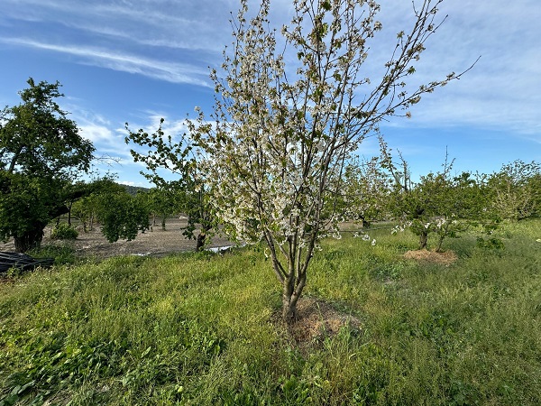 Foto - Aydın'da ağaçlar beyaza büründü