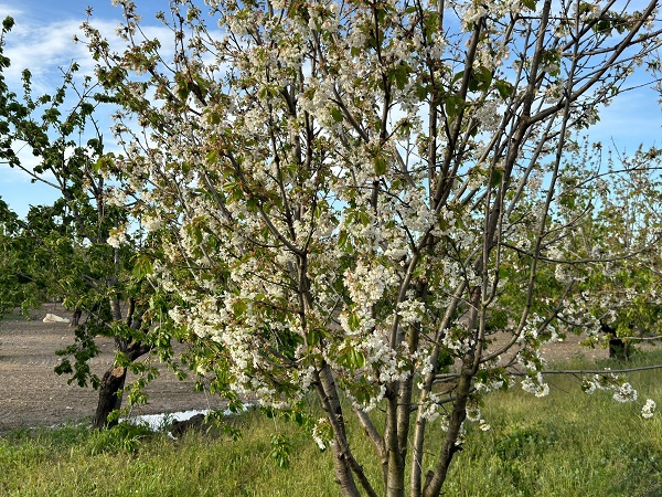 Foto - Aydın'da ağaçlar beyaza büründü