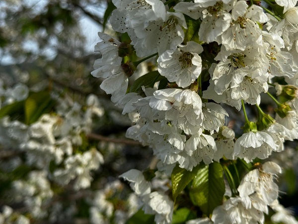 Aydın'da ağaçlar beyaza büründü