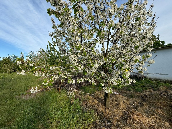 Foto - Aydın'da ağaçlar beyaza büründü