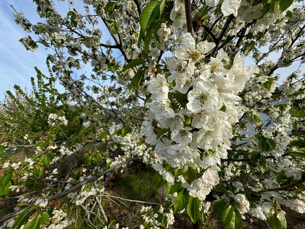 Foto - Aydın'da ağaçlar beyaza büründü