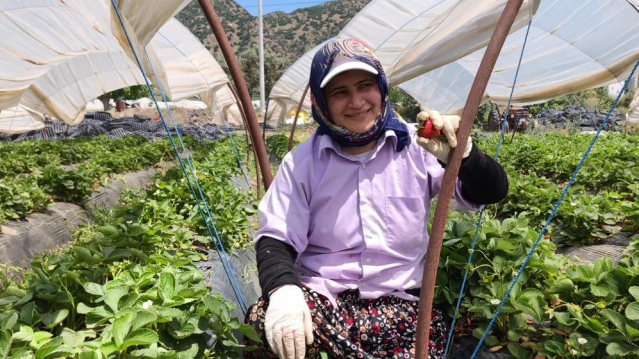 Aydın'da çilek mesaisi Kavurucu sıcakta alın teriyle helal kazanç