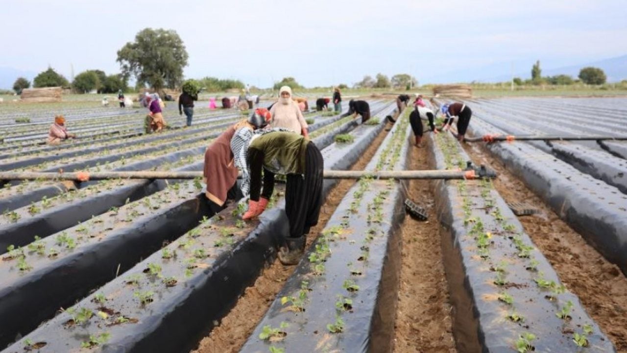 Foto - Aydın'da çilek tarlalarında yeni sezon mesaisi başladı