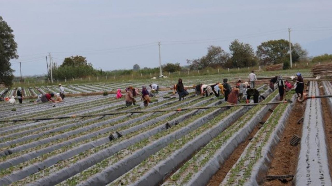 Foto - Aydın'da çilek tarlalarında yeni sezon mesaisi başladı