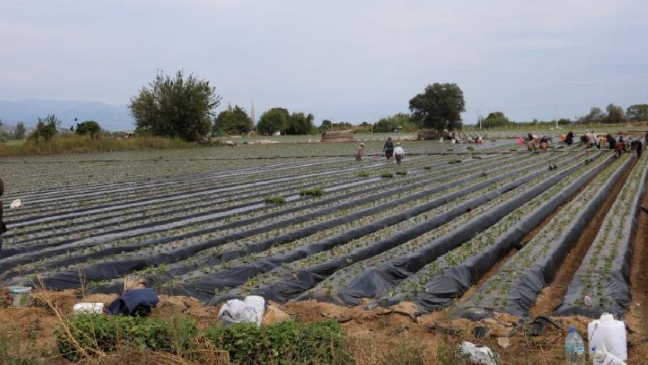 Foto - Aydın'da çilek tarlalarında yeni sezon mesaisi başladı