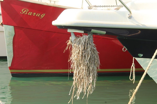 Foto - Aydın’da deniz çayırlarına dikkat çekildi