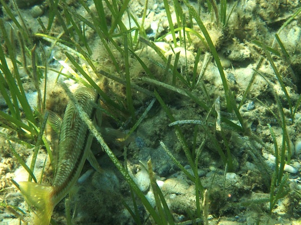 Foto - Aydın’da deniz çayırlarına dikkat çekildi