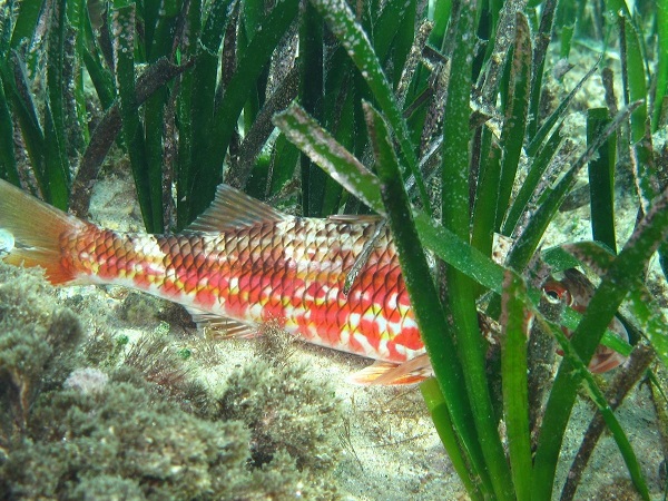 Foto - Aydın’da deniz çayırlarına dikkat çekildi