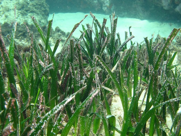 Foto - Aydın’da deniz çayırlarına dikkat çekildi