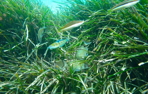 Aydın’da deniz çayırlarına dikkat çekildi
