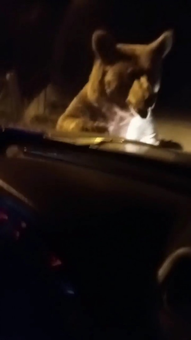 Foto - Ayı otomobilin önüne atladı, içindekilerin yüreği ağzına geldi