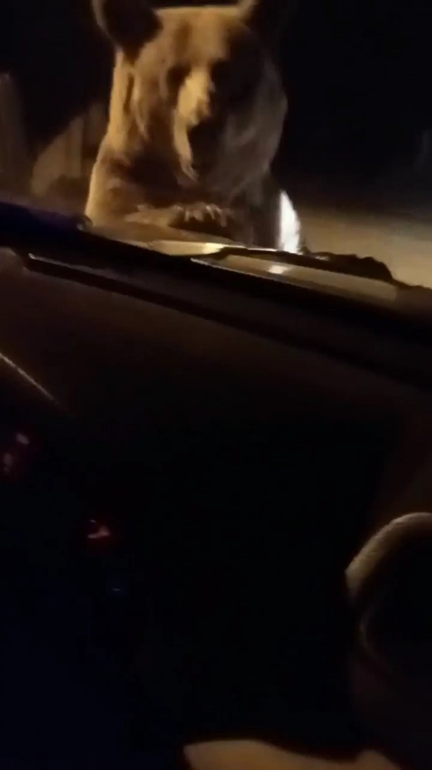 Foto - Ayı otomobilin önüne atladı, içindekilerin yüreği ağzına geldi