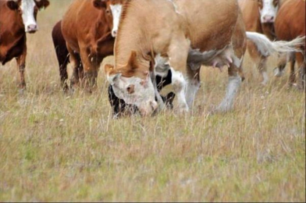 Foto - Ayı sığır sürüsünün arasına düştü