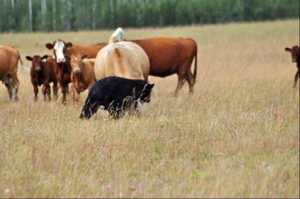 Foto - Ayı sığır sürüsünün arasına düştü