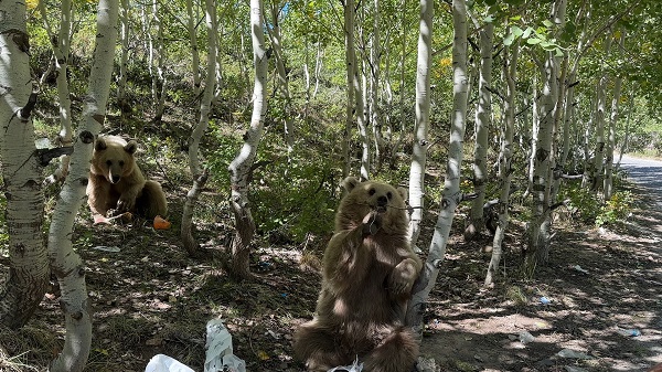 Foto - Ayılar adeta evcilleşmeye başladı