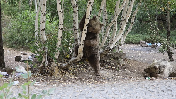 Foto - Ayılar adeta evcilleşmeye başladı