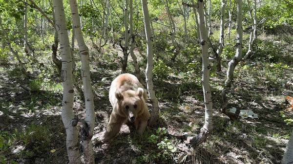 Foto - Ayılar adeta evcilleşmeye başladı