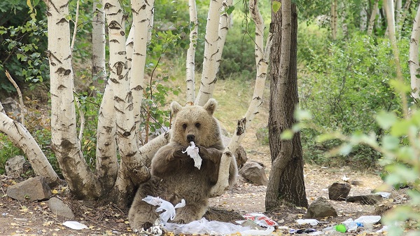 Foto - Ayılar adeta evcilleşmeye başladı