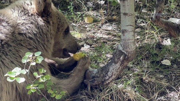 Foto - Ayılar adeta evcilleşmeye başladı