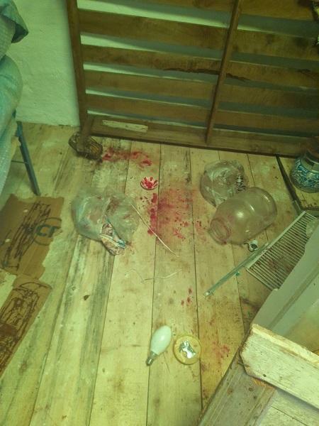 Foto - Ayılar bu evlere dadandı