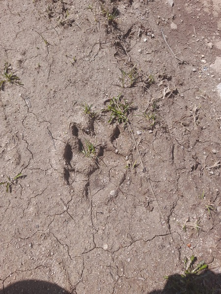 Foto - Ayılar bu evlere dadandı