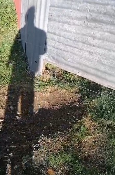 Foto - Ayılar önlem dinlemiyor! Bakın ne yaptılar