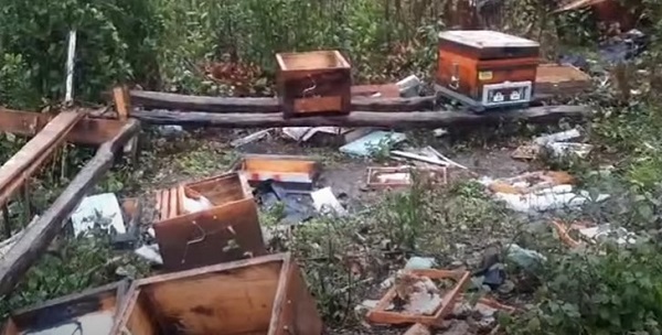 Ayılar önlem dinlemiyor! Bakın ne yaptılar