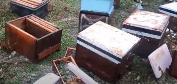 Foto - Ayılar önlem dinlemiyor! Bakın ne yaptılar