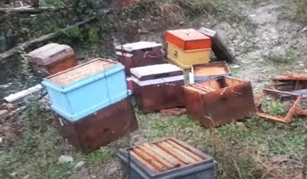 Foto - Ayılar önlem dinlemiyor! Bakın ne yaptılar