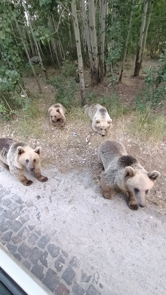 Foto - Ayılar vatandaşlara böyle saldırdı