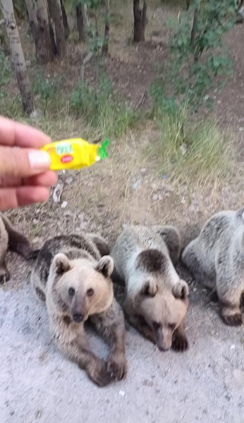 Foto - Ayılar vatandaşlara böyle saldırdı