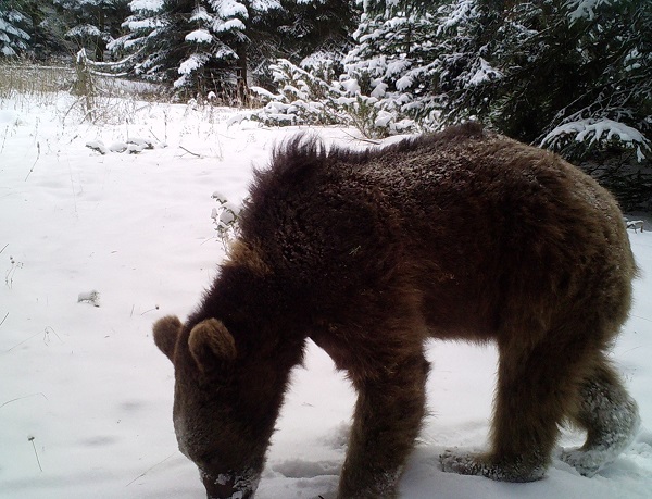 Foto - Ayılar yerleşim yerlerine neden iniyor? 