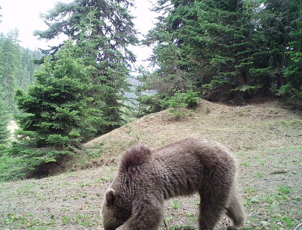 Foto - Ayılar yerleşim yerlerine neden iniyor? 