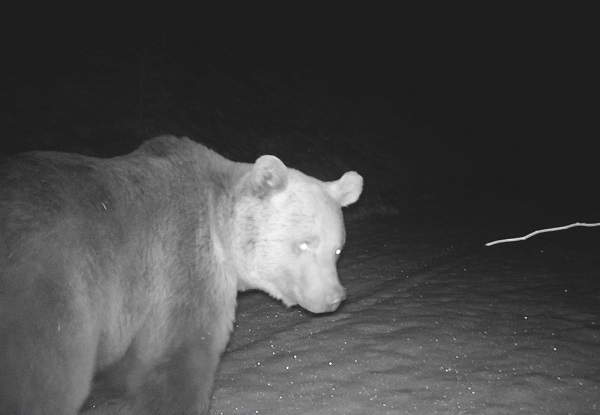 Foto - Ayılar yerleşim yerlerine neden iniyor? 