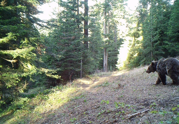 Foto - Ayılar yerleşim yerlerine neden iniyor? 